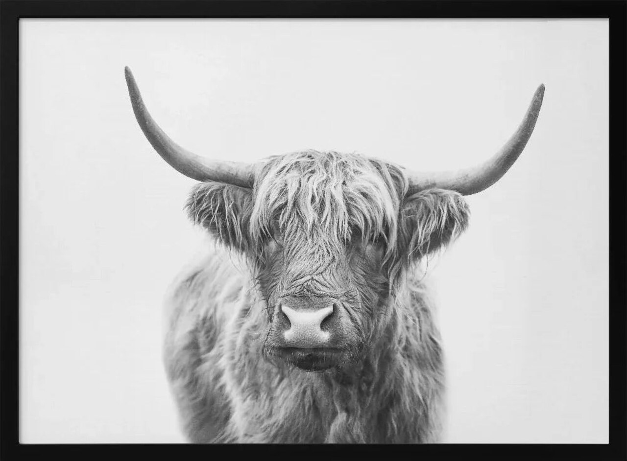 Highland Bull Framed Art by Kathrin Pienaar 24x36 Home Office Decor